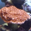 Orange Cap