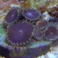 Purple Death Paly