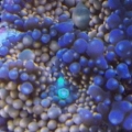 Orange Ricordea