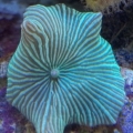 Watermelon Mushroom.