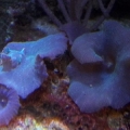 Blue Mushrooms