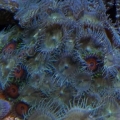 Eagle Eyes Zoas