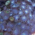 Palythoa Grandis