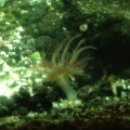 salt water tank 003