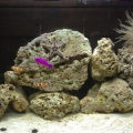 My tank now, 2 true perc clows, strawberry pseudo, coral beauty angel, camel shrimp, emerald crab, cc star fish, nas snails, red leg hermits.