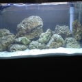Added live rock, started the cycle