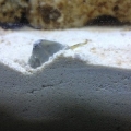 Nass snails working the sand