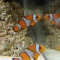Pair of true perc clowns