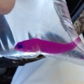 Strawberry pseudo