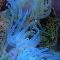 Condy anemones