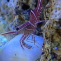 Camel shrimp