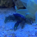 Emerald Crab
