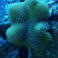 First piece of coral
