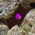 Not a shy fish at all