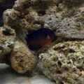 Coral beauty is shy