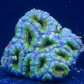 aussie acans