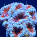 aussie acans