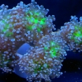 frogspawn