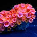 suncorals