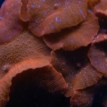 shrooms
