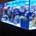 home show 2011