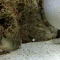 Watchman Goby