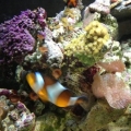 Coral