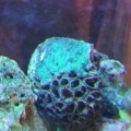 More coral
