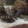 Engineer gobi, never comes out, he is now two years old, and has spent last few days hurling himself around the tank, I have two in my tank, the tank is 400ltrs