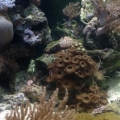 Section of tank