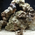 Bangaii Cardinal just joined the family! Along with a 1 bigger live rock piece.