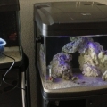 Couldnt help it! added another 8lbs of live rock and 10lbs of live sand along with the move.