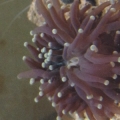 New torch coral from saltwaterfish.com! Doing good already! Only been in for about 2 hours!