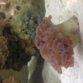 Torch coral, came in today from saltwaterfish.com. Seems to be loving its new home!
