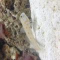 Diamond goby :)
