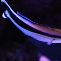 Common Cleaner Wrasse
