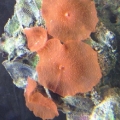 Red mushrooms
