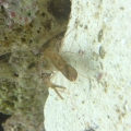 Pistol shrimp