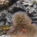 My BTA and Magnifica