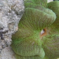 Carpet Anemone