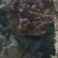 One of my mantis Shrimp peeking out