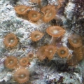 polyps!