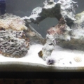The tank prior to my carpet