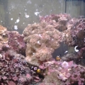 My 55 gal