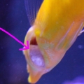 Swollen Gill