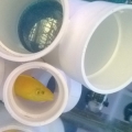The Coris wrasse in his hospital tank