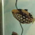 My favorite fish.. Miss him actually