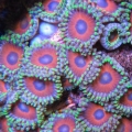 500x700px LL e9cbabd1 IMG 0034