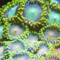 Multi colored zoas