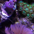 Mushooms, Feather and Zoas